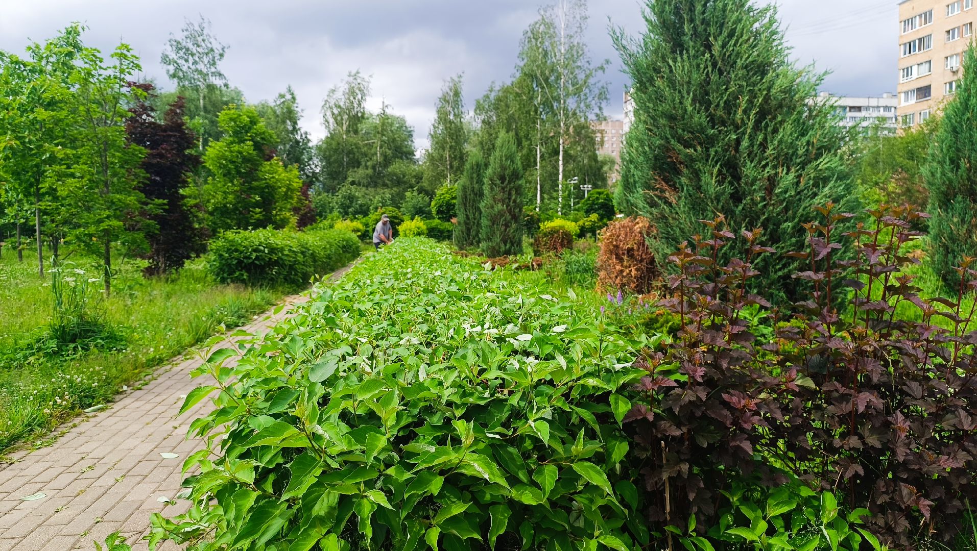 парк, живая изгородь, лобня, благоуйстройство,