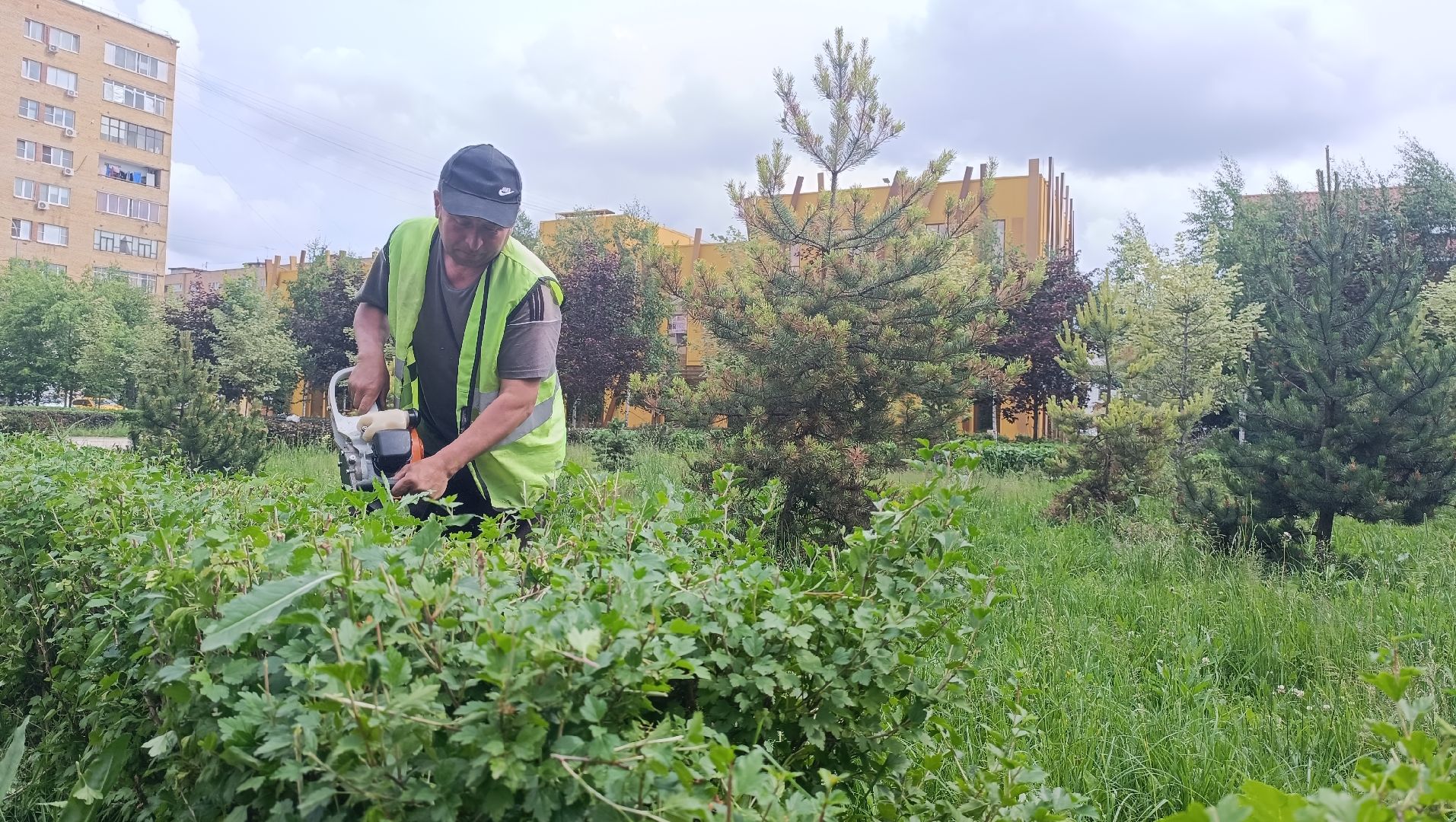 парк, живая изгородь, лобня, благоуйстройство,