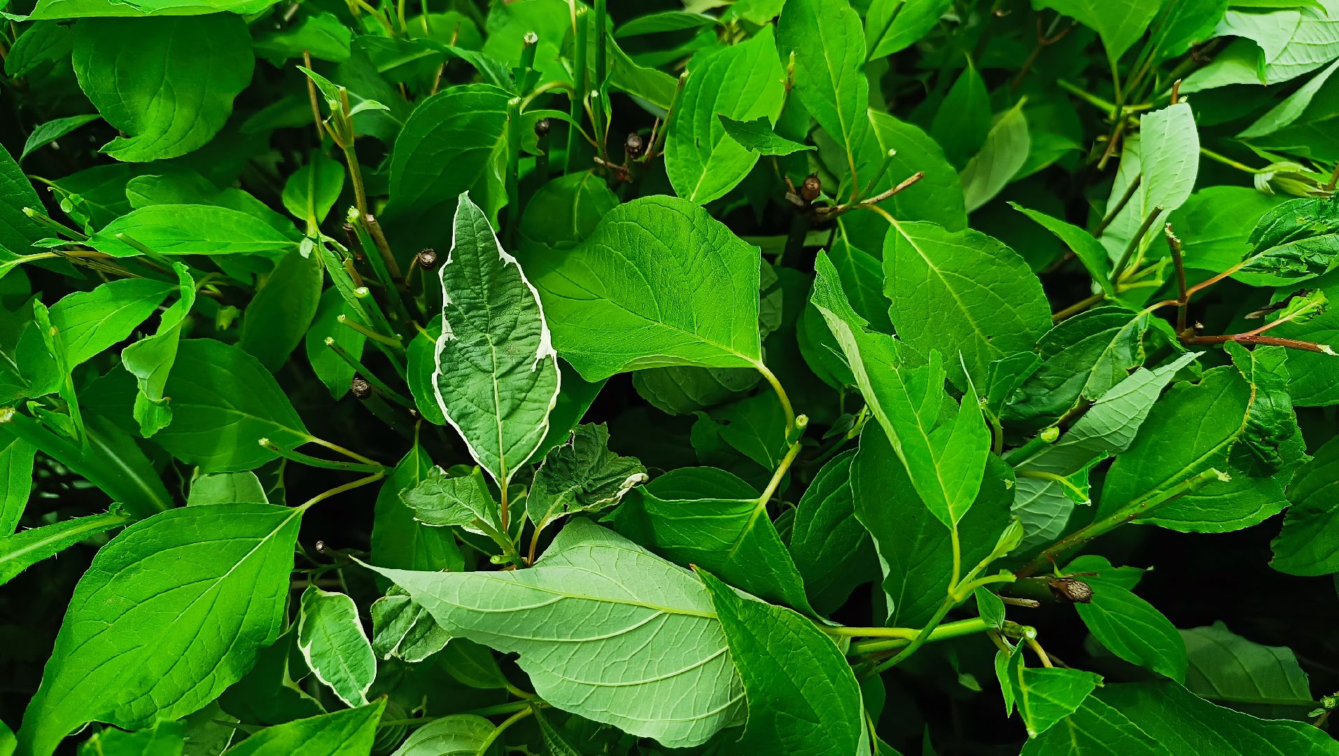 парк, живая изгородь, лобня, благоуйстройство,