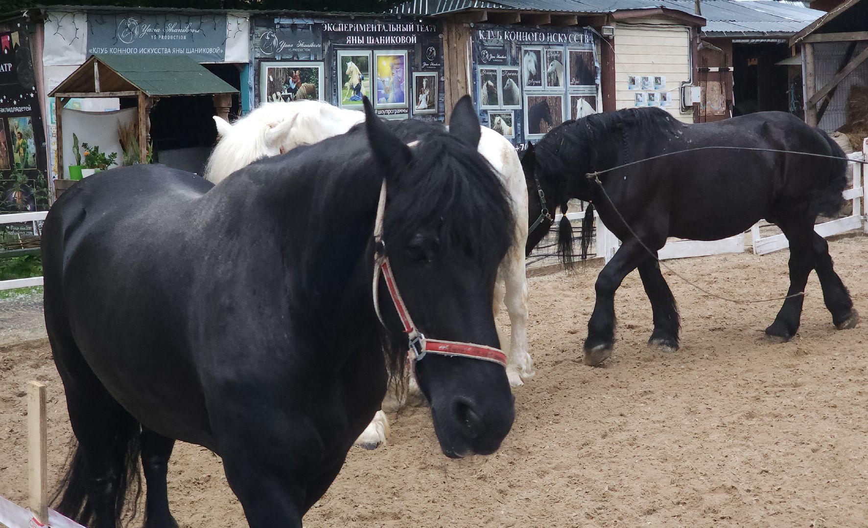 Звенигород, Туризм, Культура, Конные прогулки,