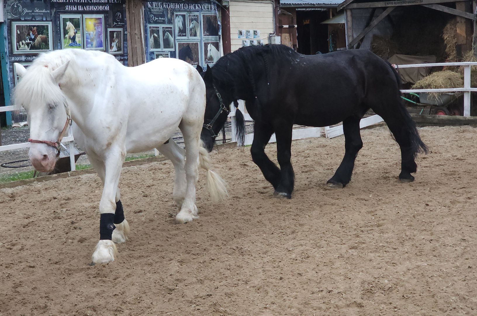 Звенигород, Туризм, Культура, Конные прогулки,