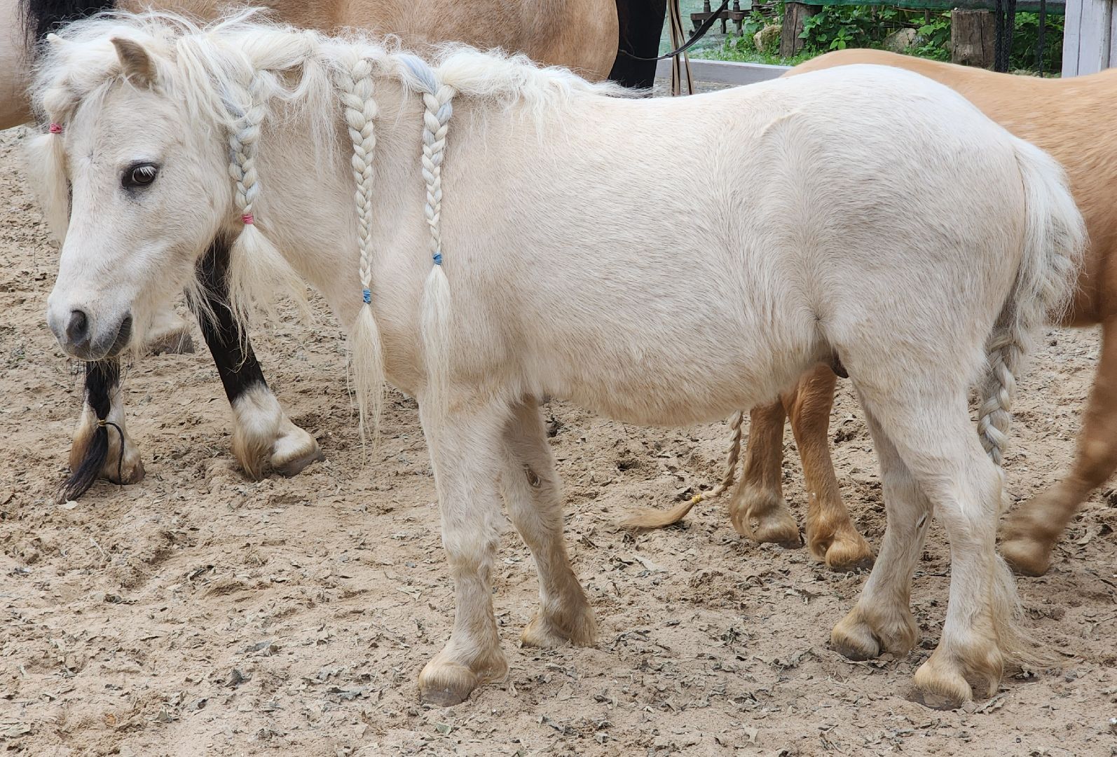Звенигород, Туризм, Культура, Конные прогулки,