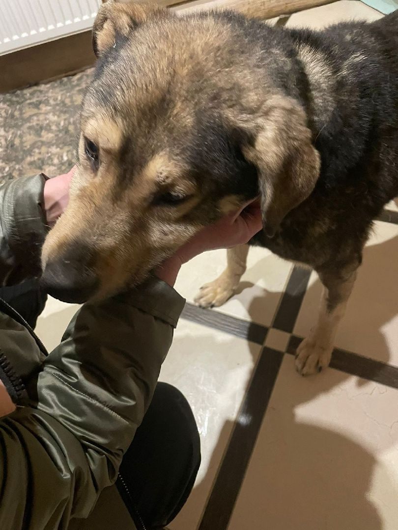 Брошенные животные, Дядя Федор, милосердие, помощь, Орехово-Зуево, люди