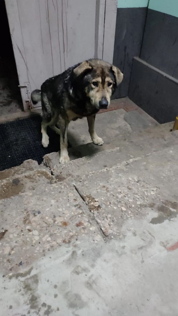 Брошенные животные, Дядя Федор, милосердие, помощь, Орехово-Зуево, люди