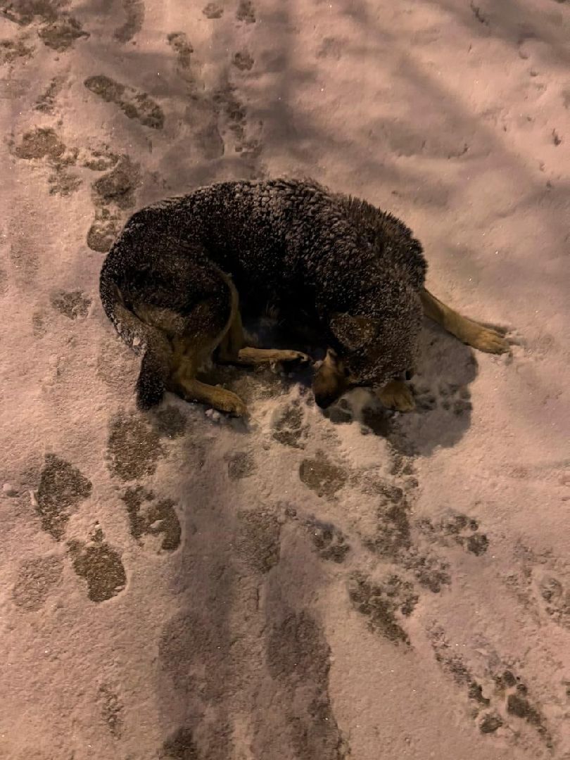 Брошенные животные, Дядя Федор, милосердие, помощь, Орехово-Зуево, люди