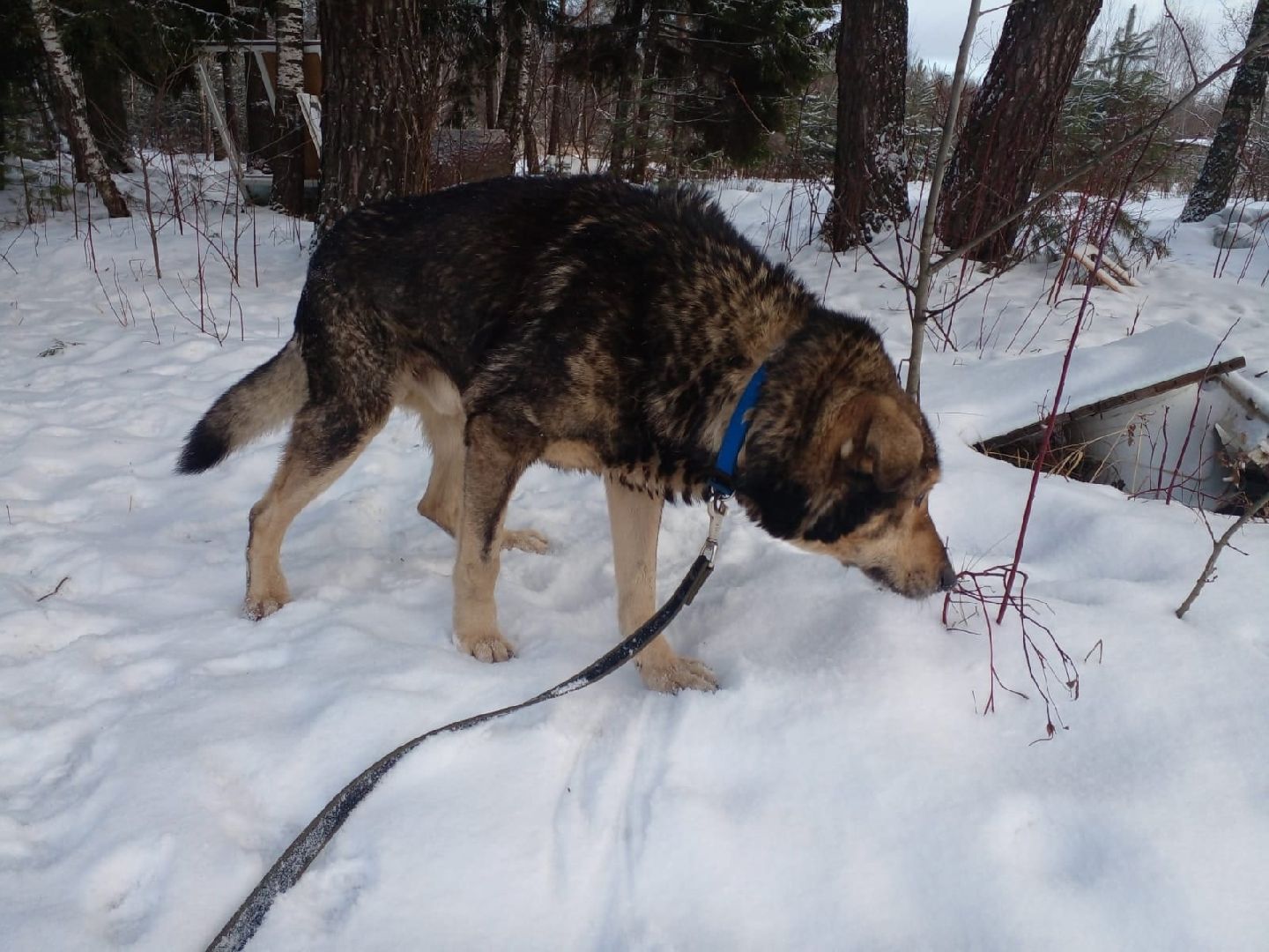 Брошенные животные, Дядя Федор, милосердие, помощь, Орехово-Зуево, люди