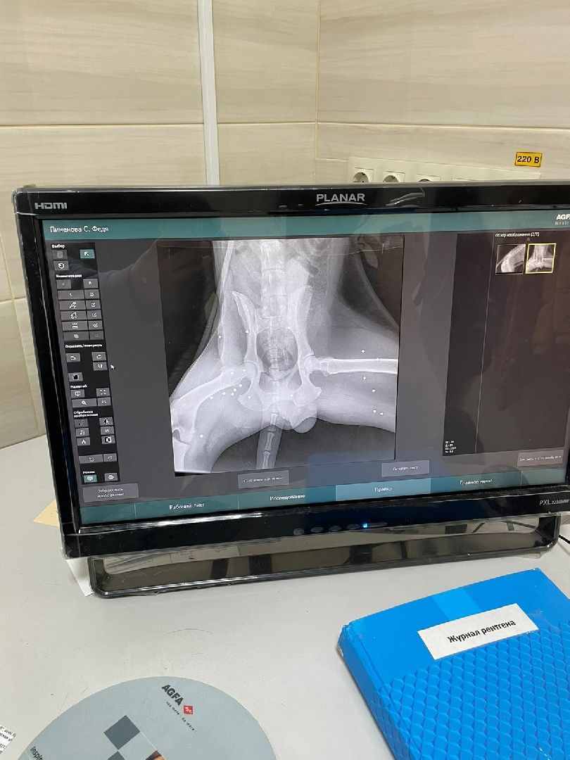 Брошенные животные, Дядя Федор, милосердие, помощь, Орехово-Зуево, люди