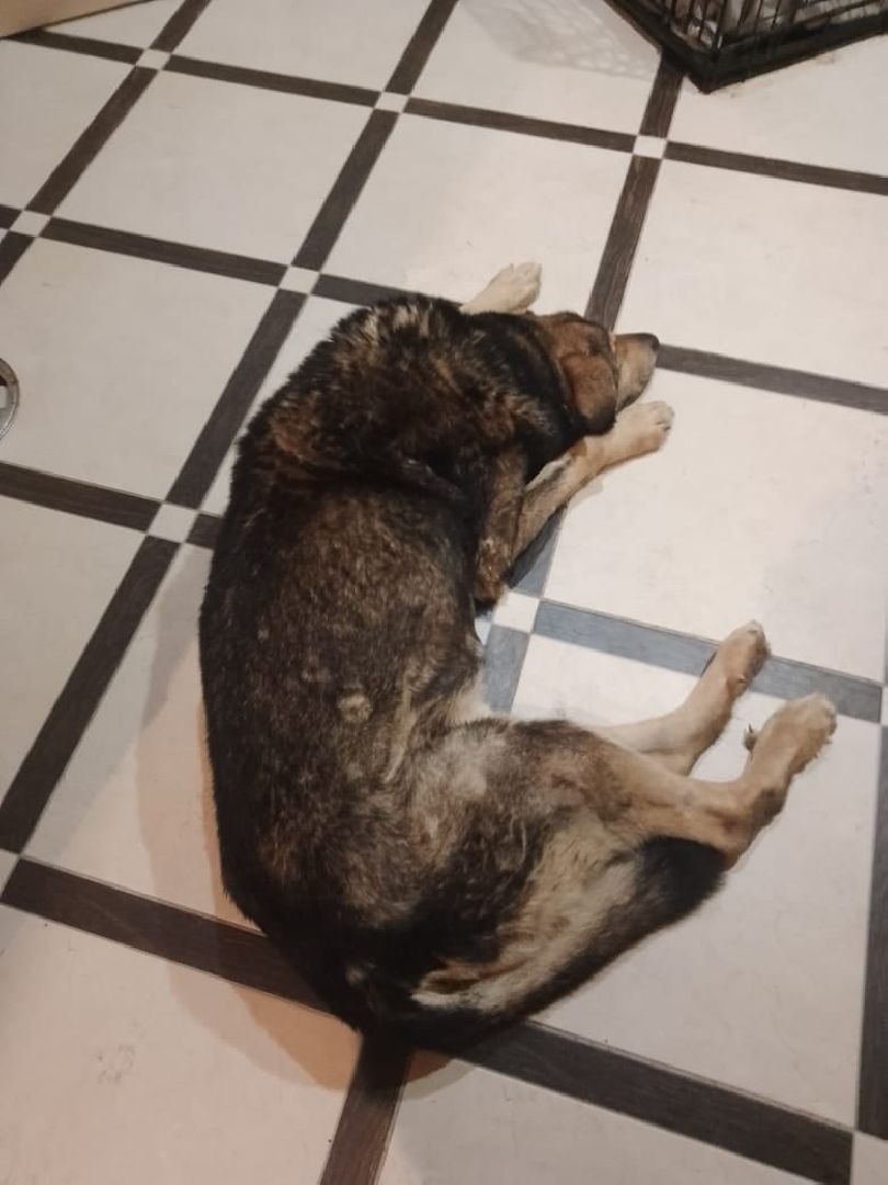 Брошенные животные, Дядя Федор, милосердие, помощь, Орехово-Зуево, люди