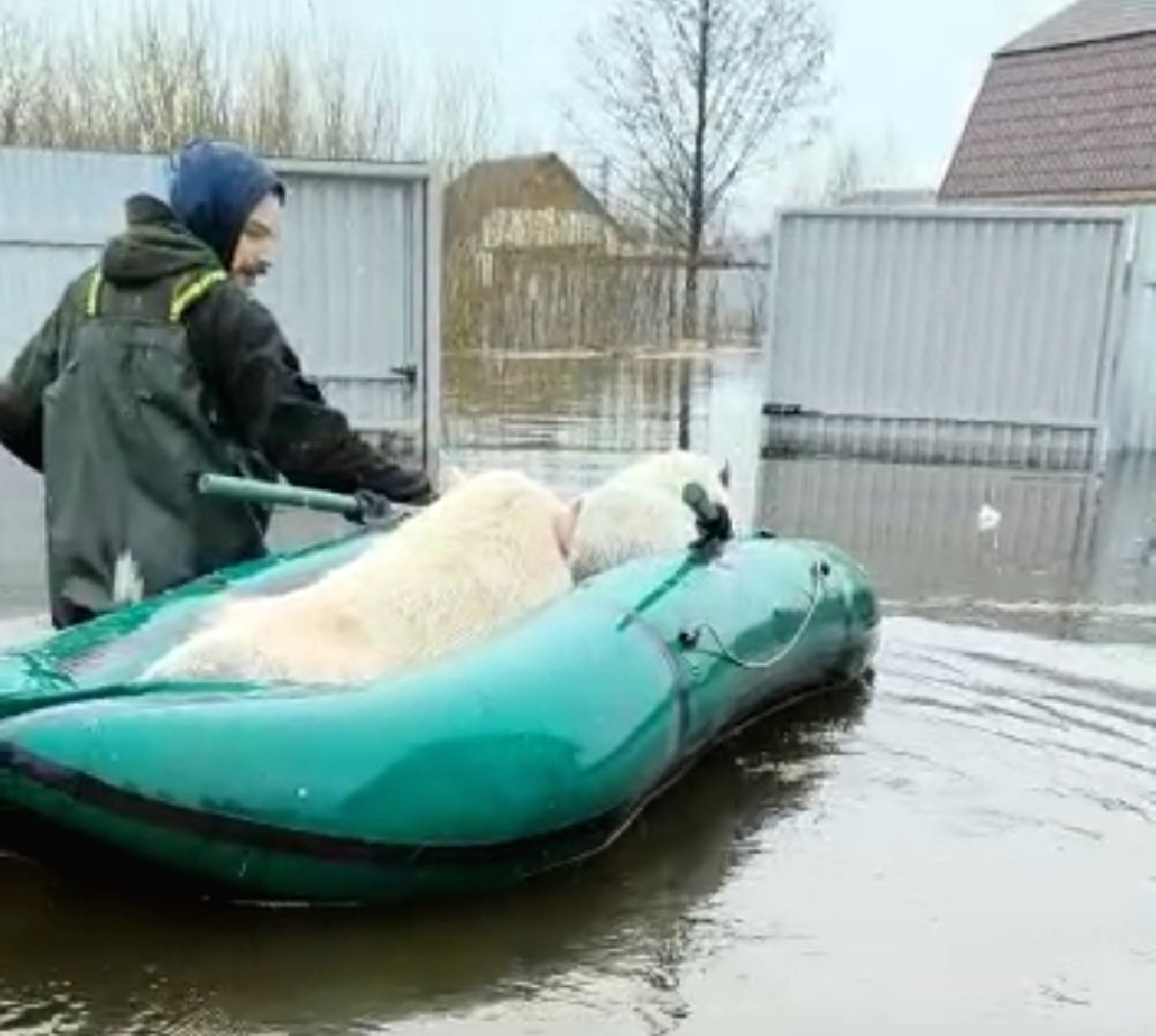 подтопление, ЧП, паводок, Воскресенск
