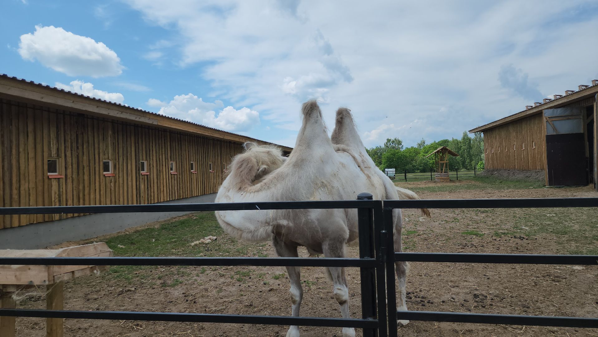 серпухов, подмосковье, агрокомплекс, верблюды,