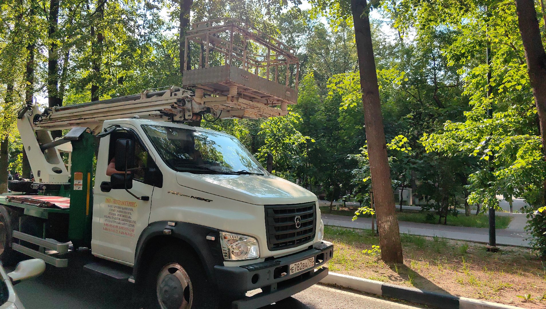 опил деревьев, пешеходная зона, сухие деревья, санитарная мера, щёлково,