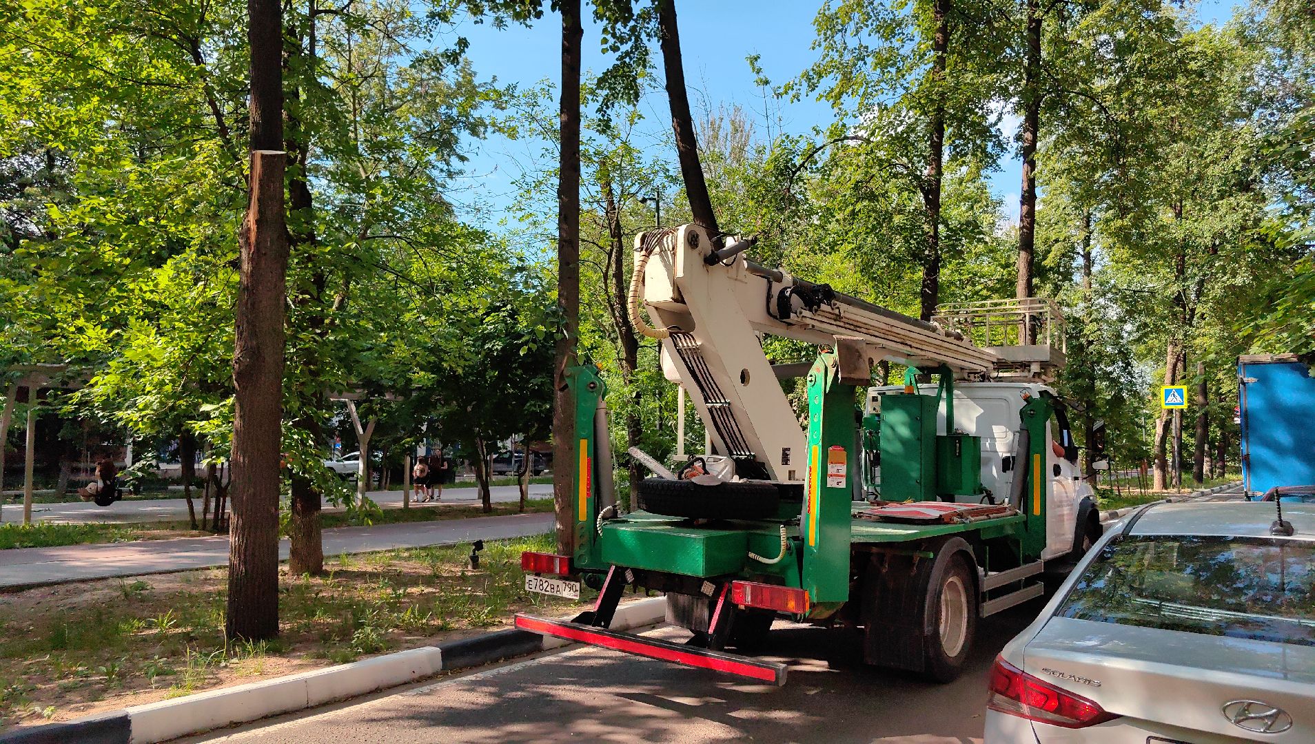 опил деревьев, пешеходная зона, сухие деревья, санитарная мера, щёлково,