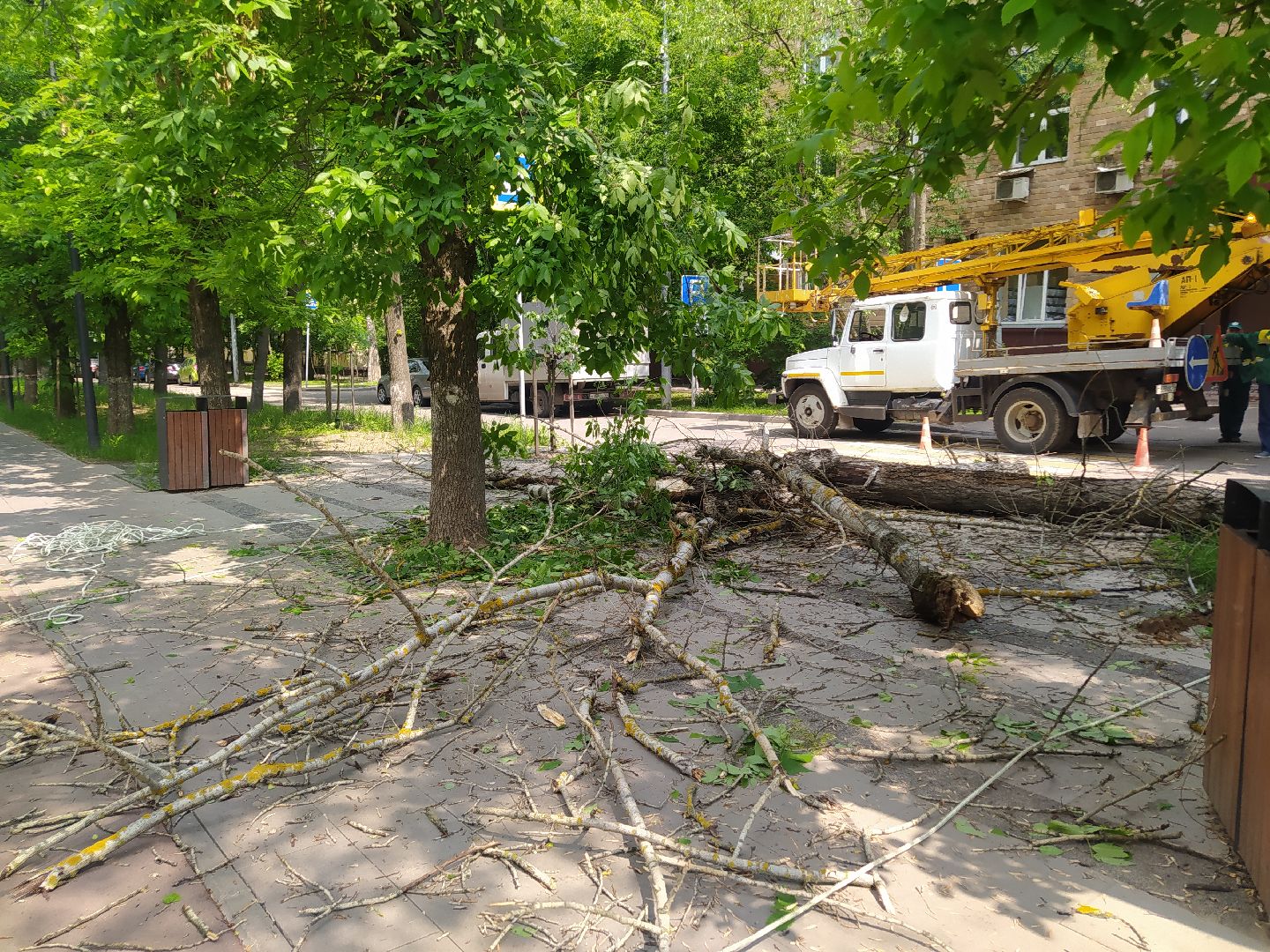 опил деревьев, пешеходная зона, сухие деревья, санитарная мера, щёлково,