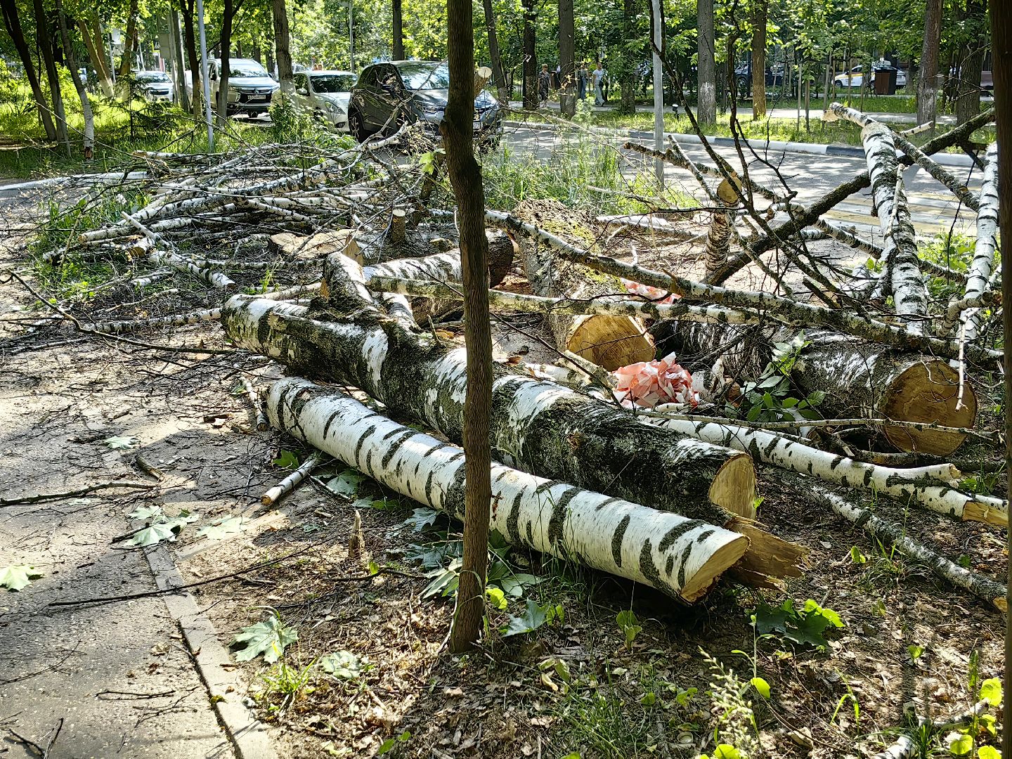 опил деревьев, пешеходная зона, сухие деревья, санитарная мера, щёлково,