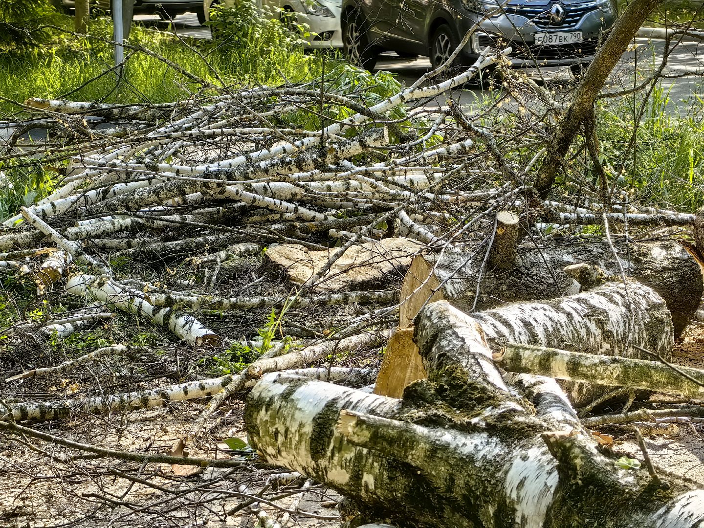 опил деревьев, пешеходная зона, сухие деревья, санитарная мера, щёлково,
