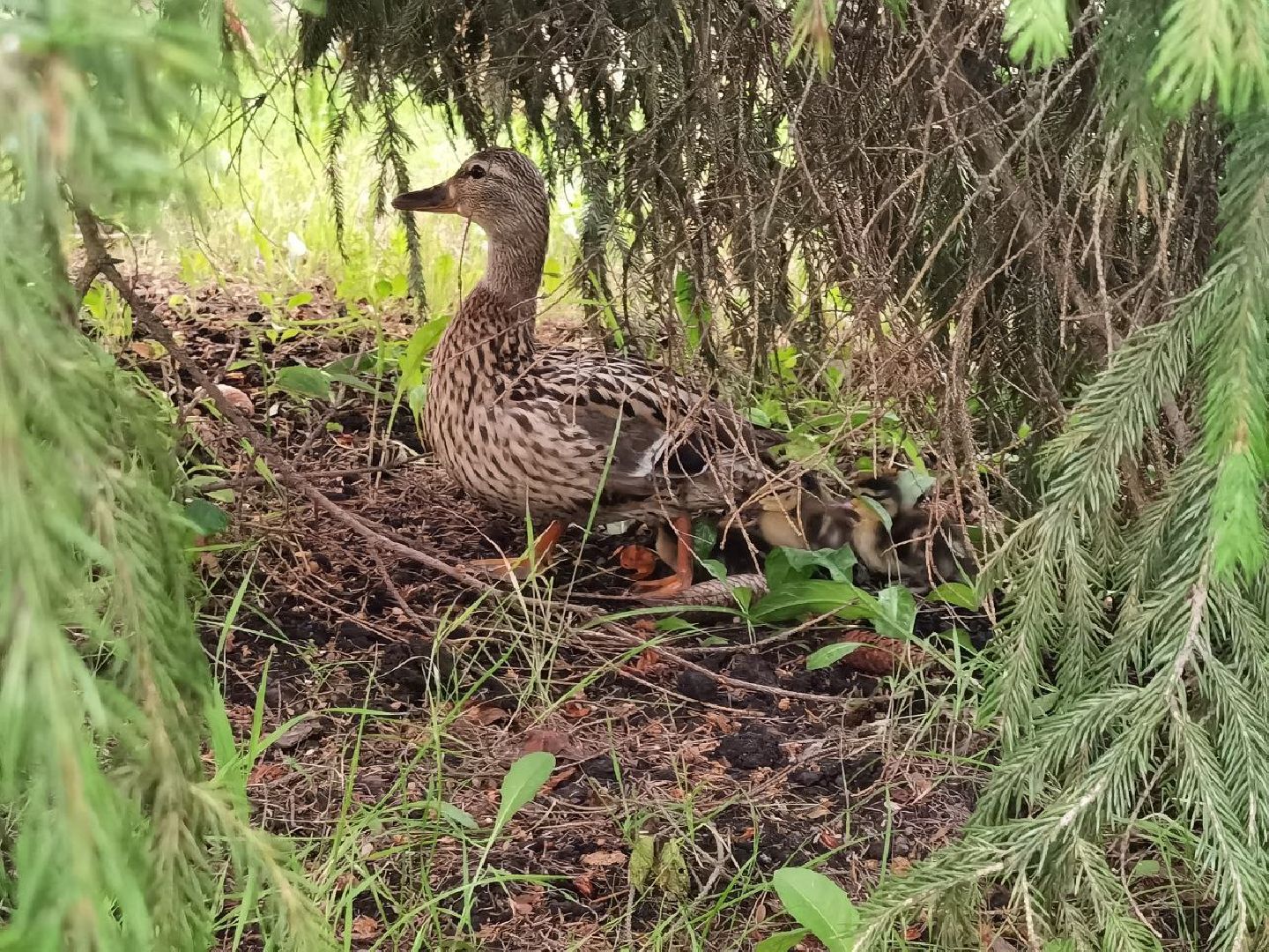 Сергиев Посад, Мособлпожспас, Спасатели, Утята, Природа,