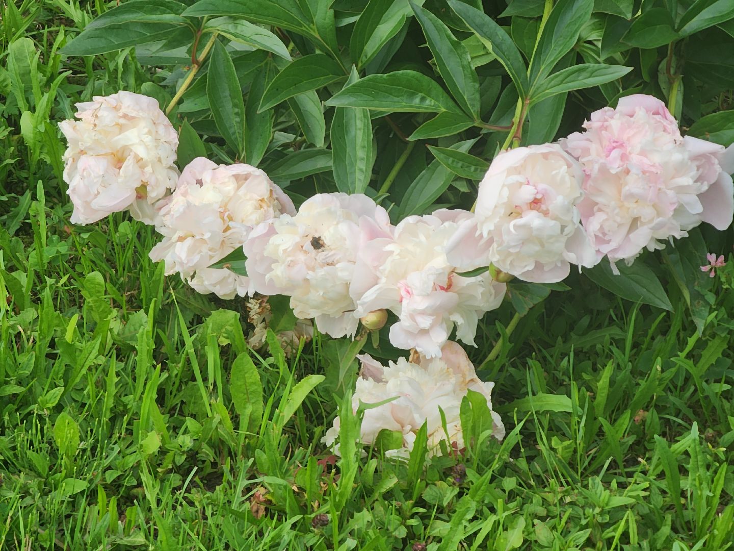 Звенигород, Туризм, Фестиваль водных видов спорта,