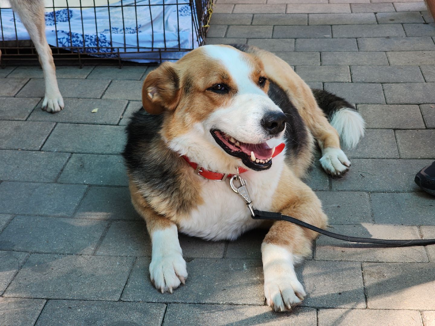 Звенигород, Акции, Зооволонтры Подмосковья,