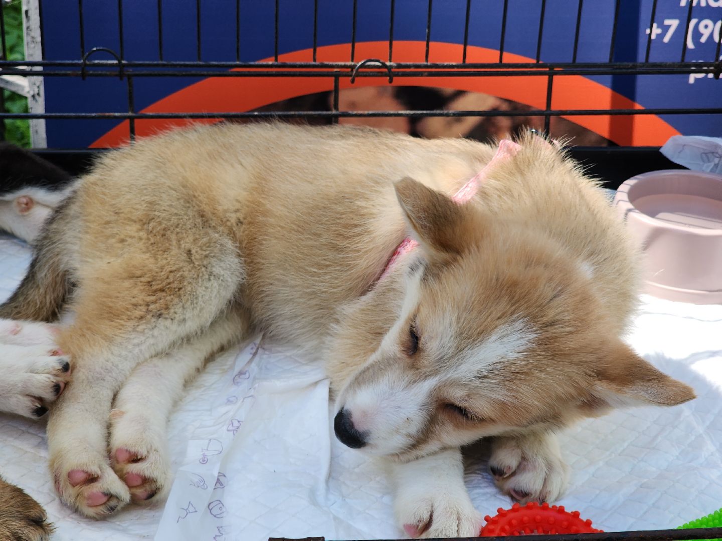 Звенигород, Акции, Зооволонтры Подмосковья,