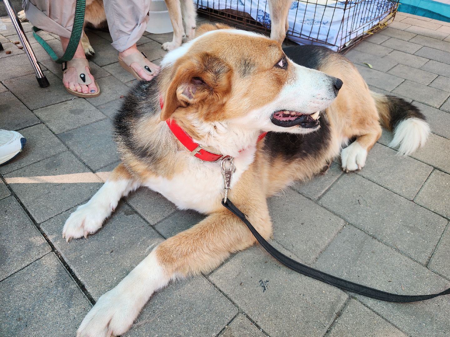 Звенигород, Акции, Зооволонтры Подмосковья,