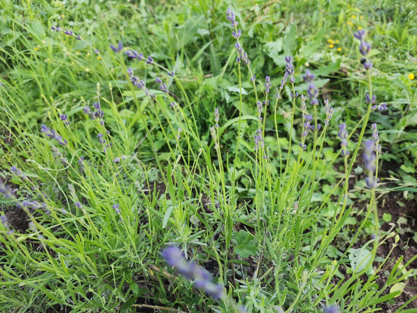 агротуризм, орехово-зуевский округ,поле лаванды,