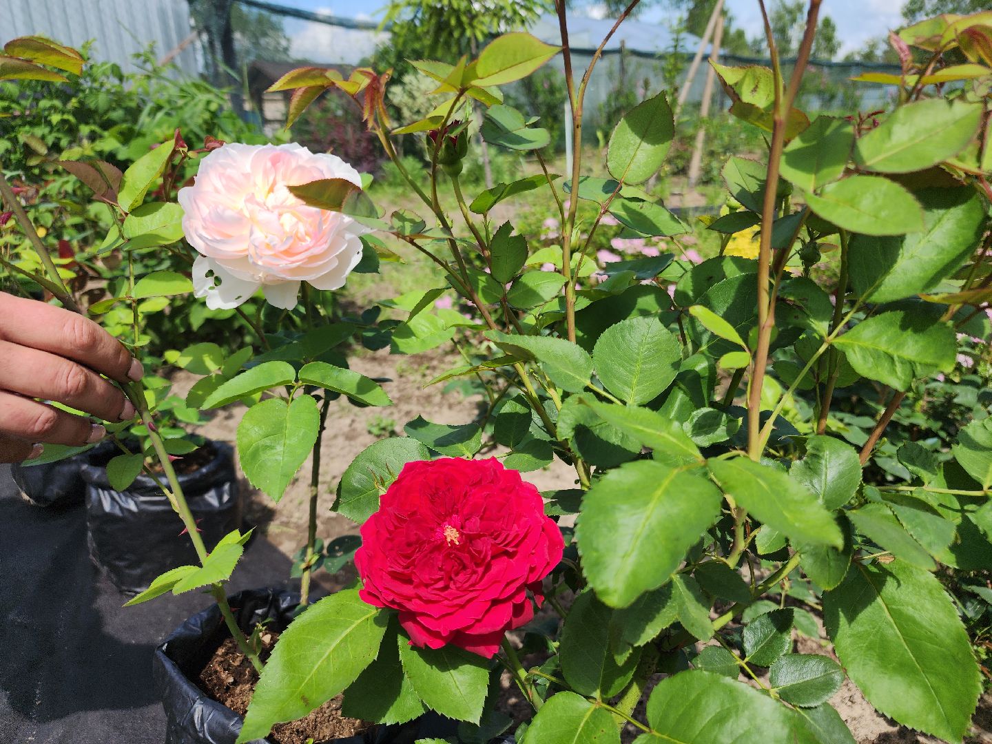 агротуризм, орехово-зуевский округ,поле лаванды,