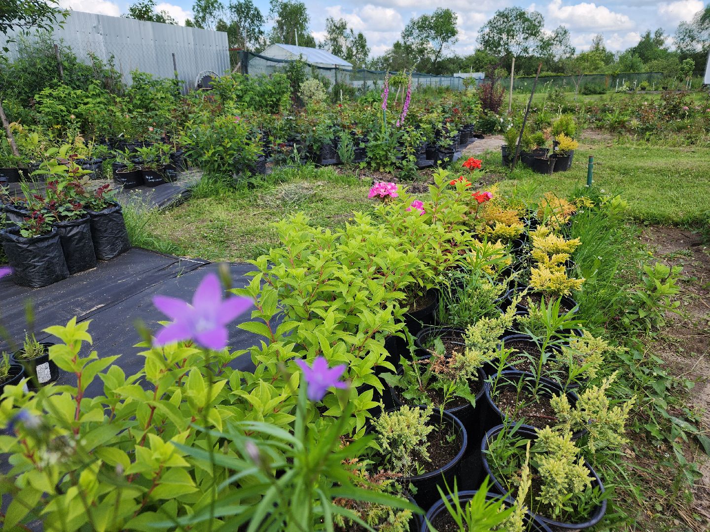 агротуризм, орехово-зуевский округ,поле лаванды,