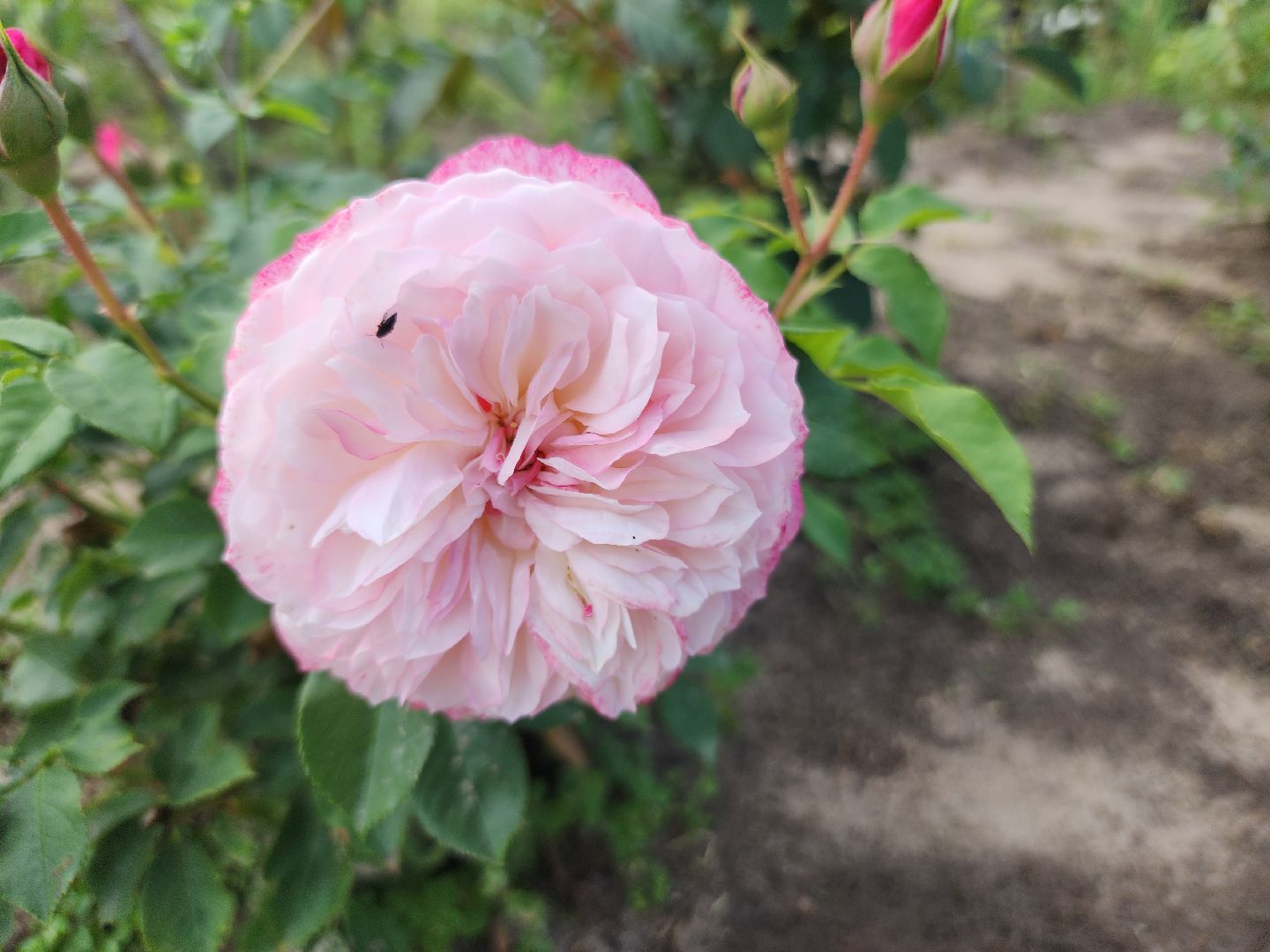 агротуризм, орехово-зуевский округ,поле лаванды,