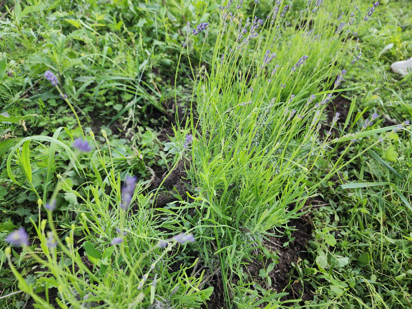 агротуризм, орехово-зуевский округ,поле лаванды,