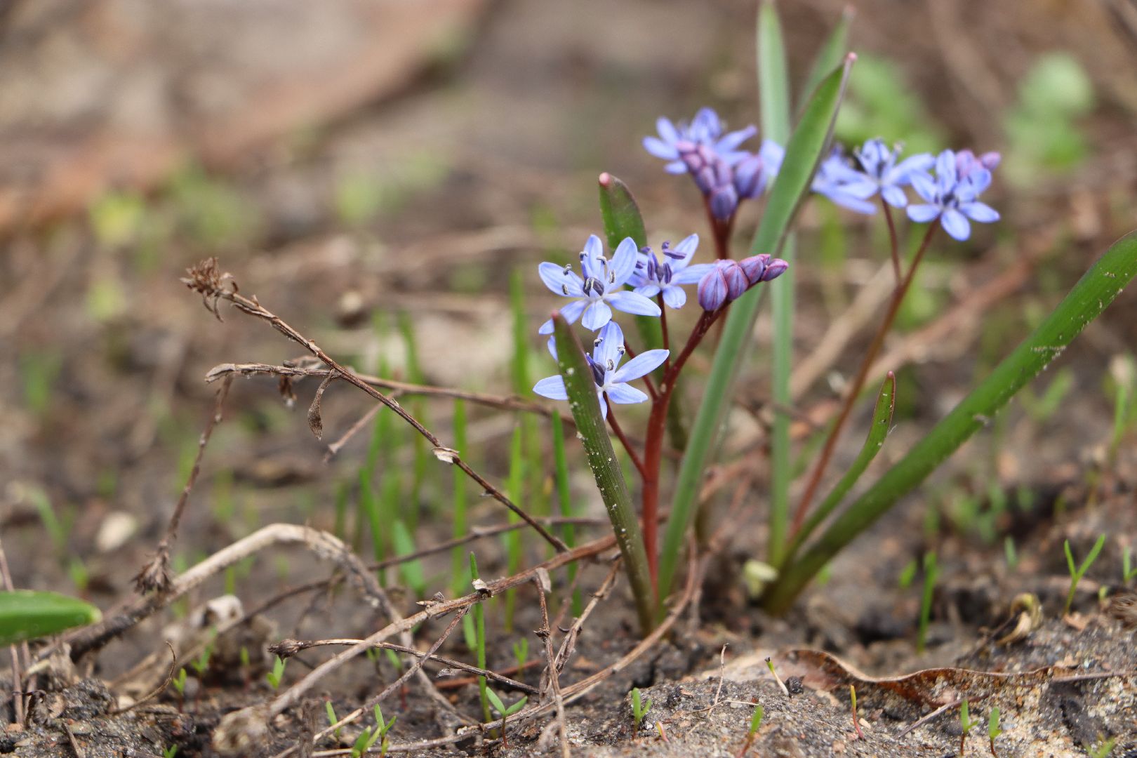 перемены, Серебряные Пруды, весна
