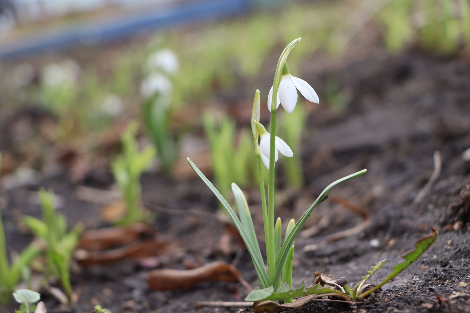 перемены, Серебряные Пруды, весна