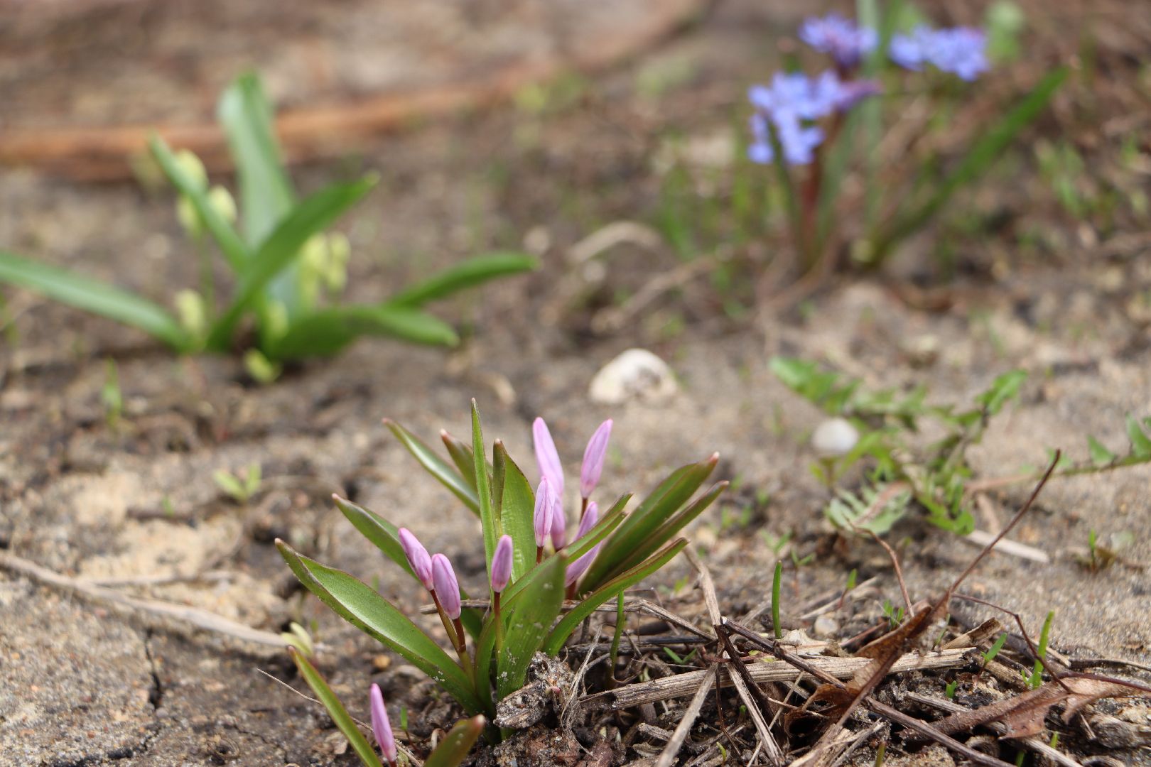 перемены, Серебряные Пруды, весна