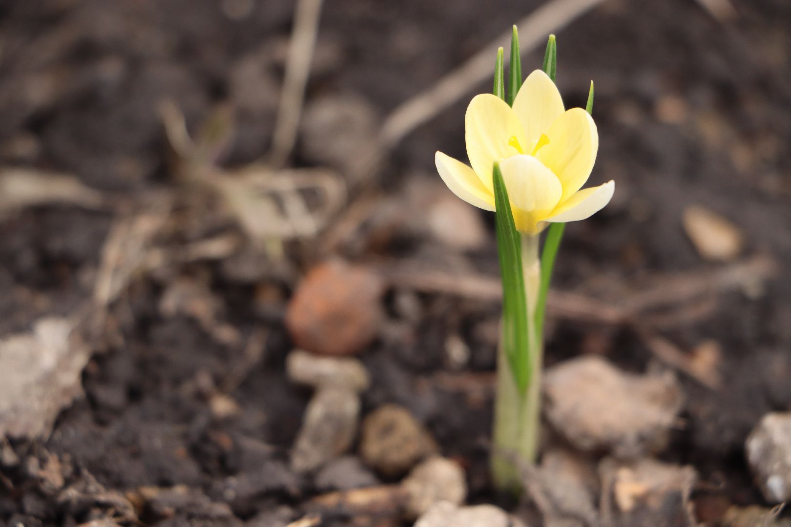 перемены, Серебряные Пруды, весна