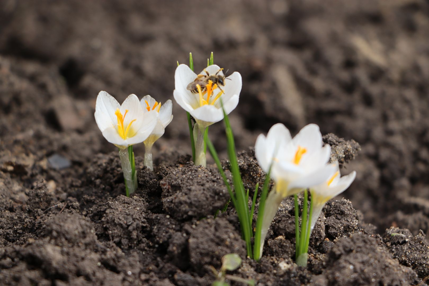 перемены, Серебряные Пруды, весна