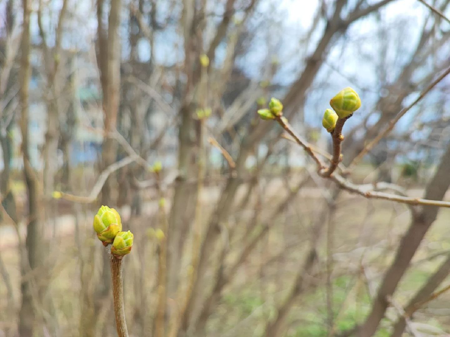 перемены, Серебряные Пруды, весна