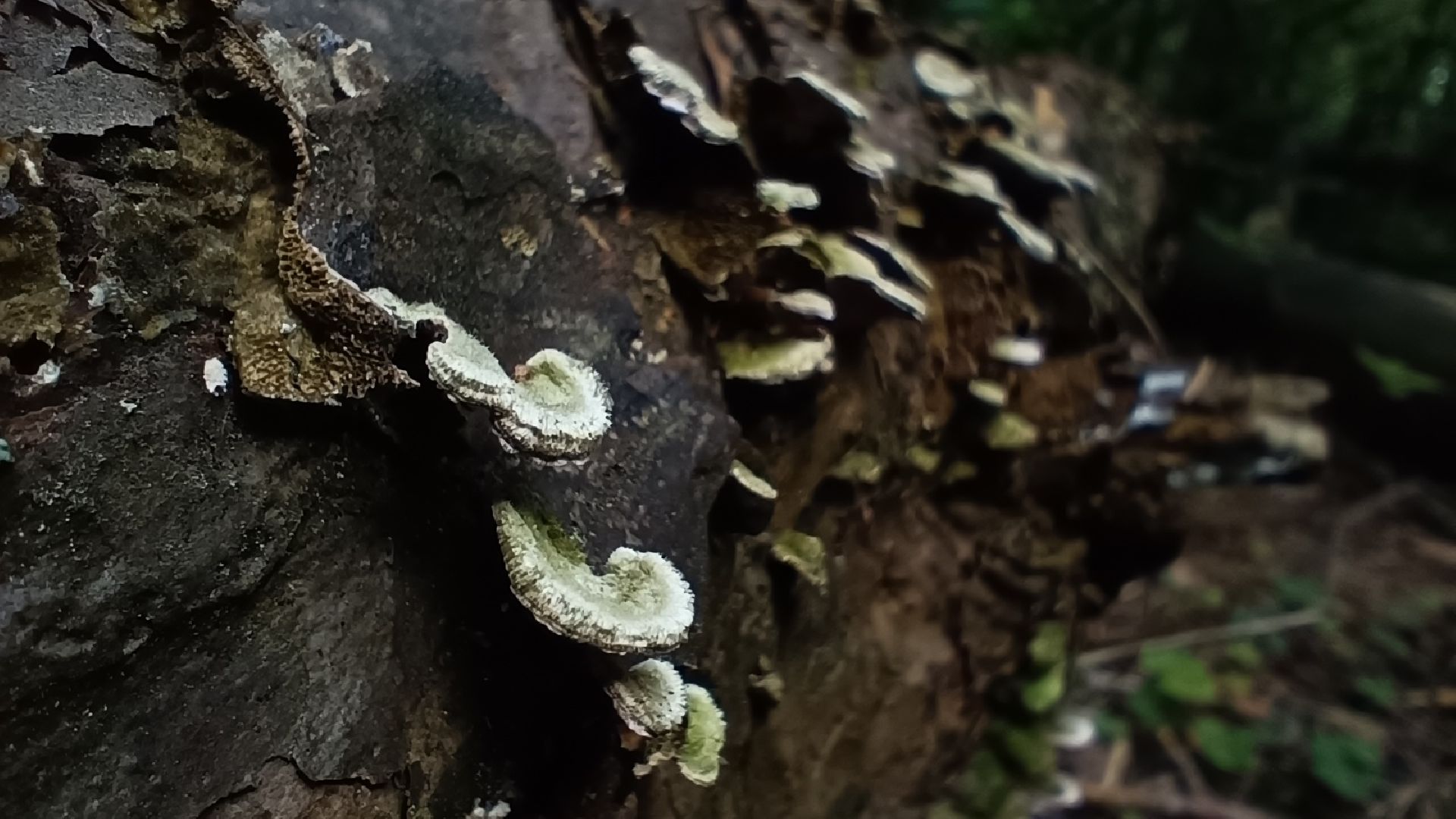 чистый лес, лобня, экология, казаки,