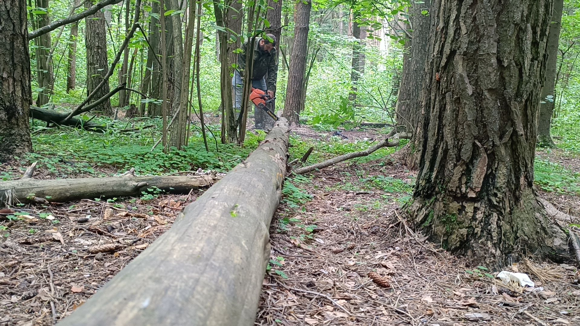 чистый лес, лобня, экология, казаки,