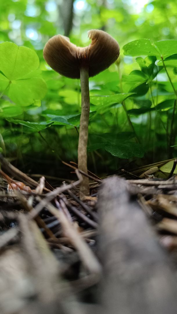 чистый лес, лобня, экология, казаки,