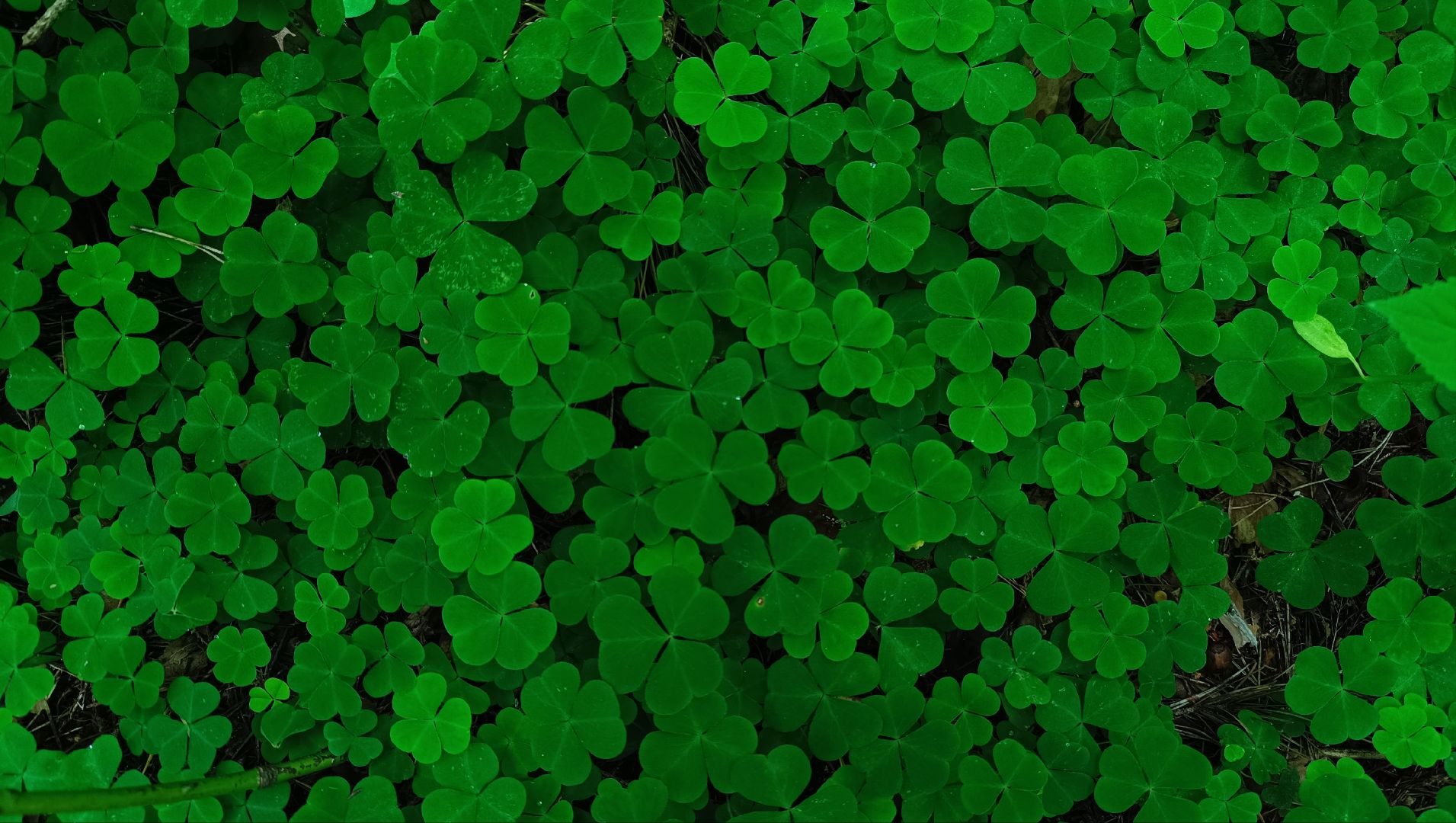 чистый лес, лобня, экология, казаки,