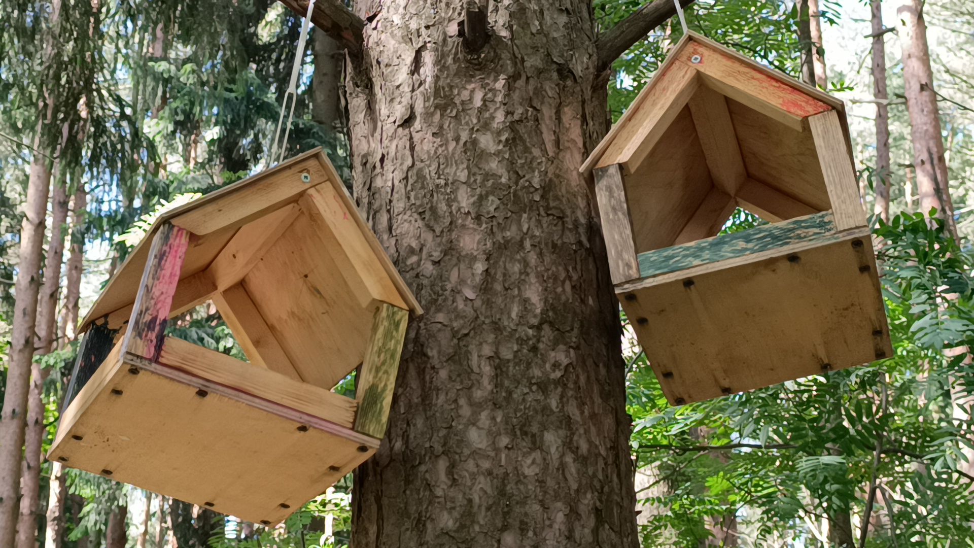 чистый лес, лобня, экология, казаки,