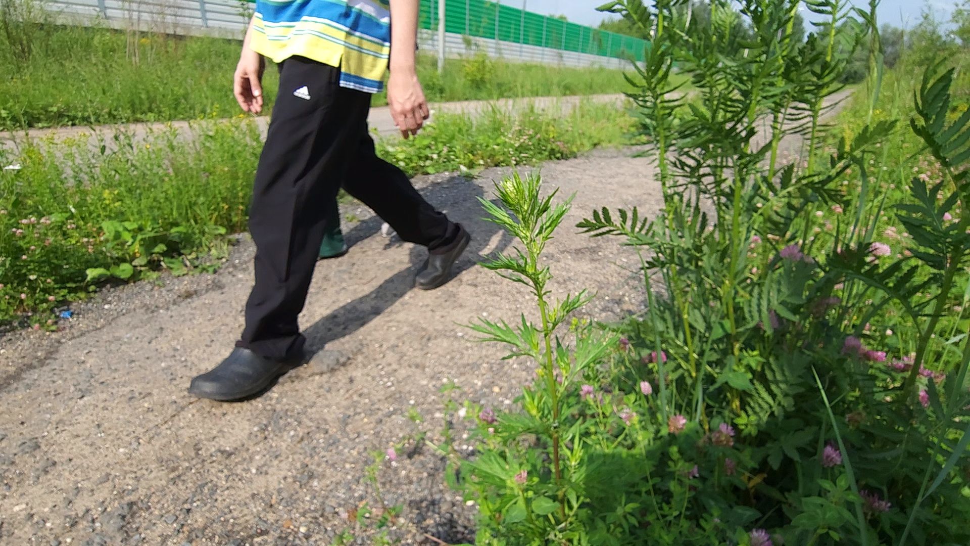 Одинцово, жаворонки, пешком, губернаторская программа,