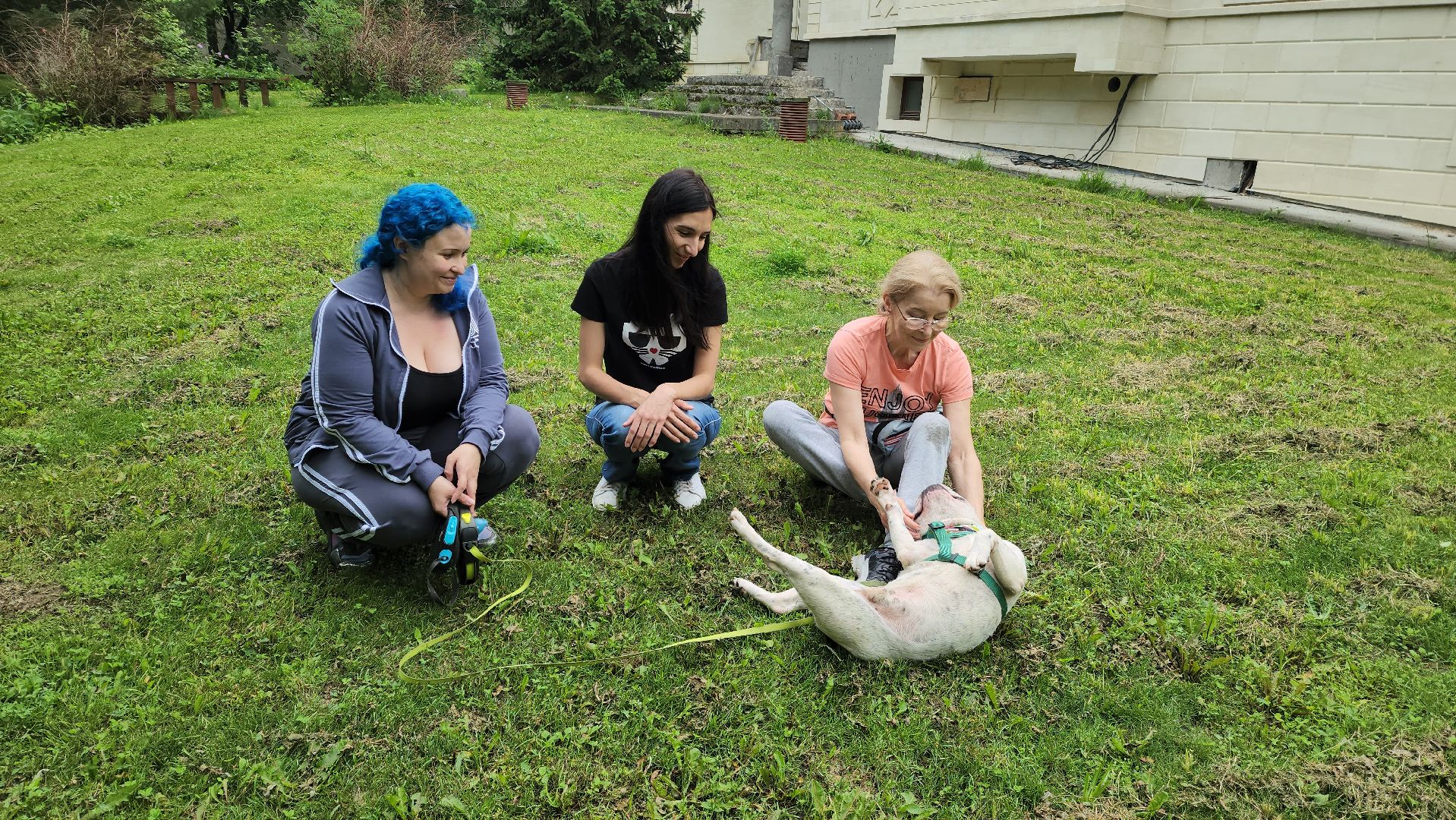 красногорск, приют, волонтеры, французский бульдог, собаки,