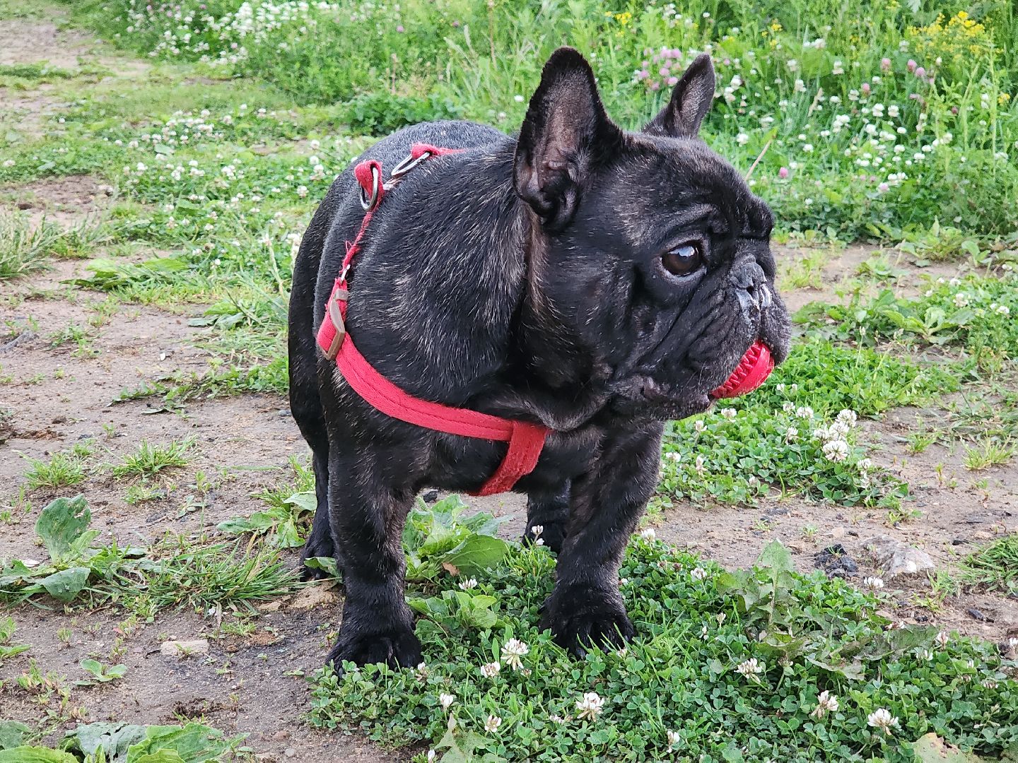 красногорск, приют, волонтеры, французский бульдог, собаки,