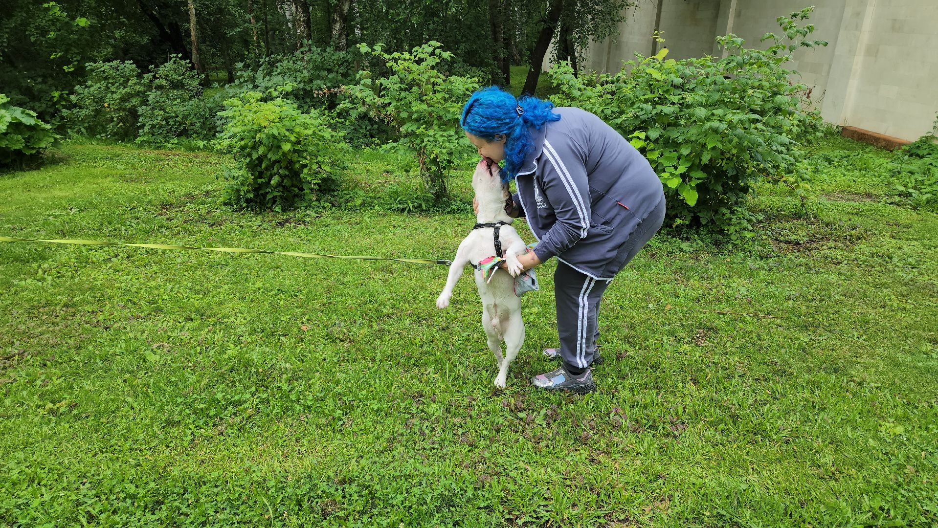 красногорск, приют, волонтеры, французский бульдог, собаки,