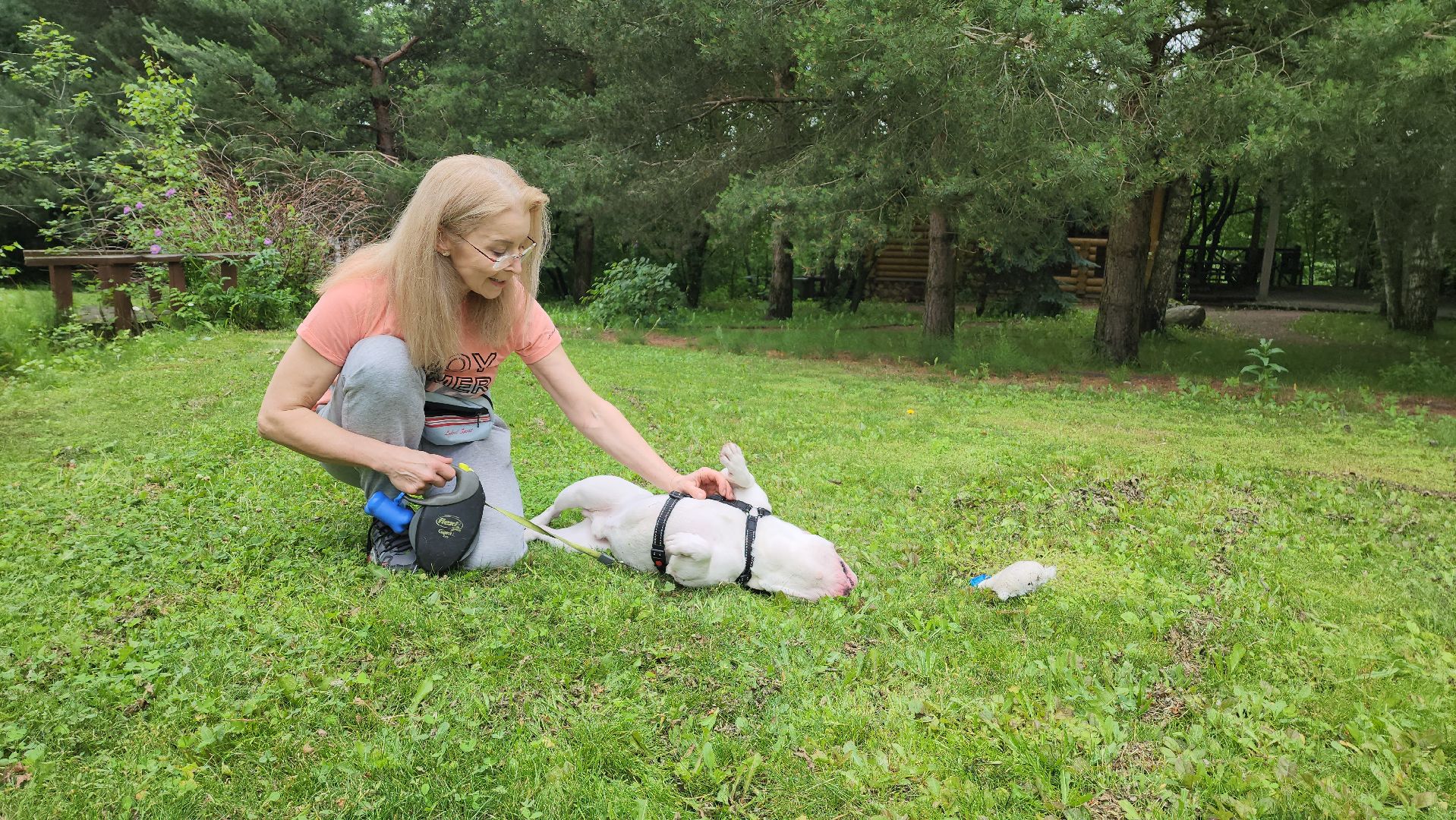 красногорск, приют, волонтеры, французский бульдог, собаки,