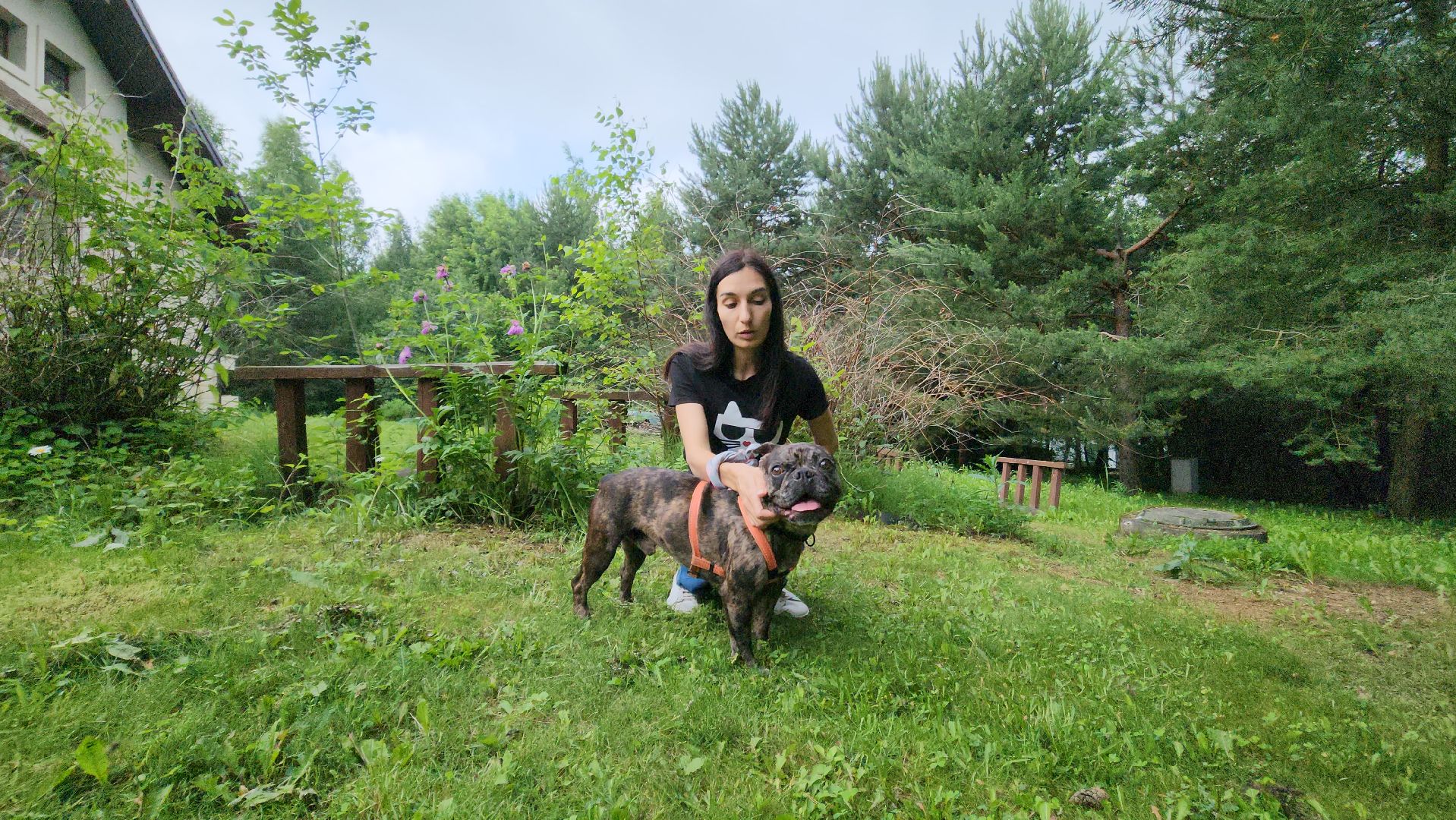 красногорск, приют, волонтеры, французский бульдог, собаки,