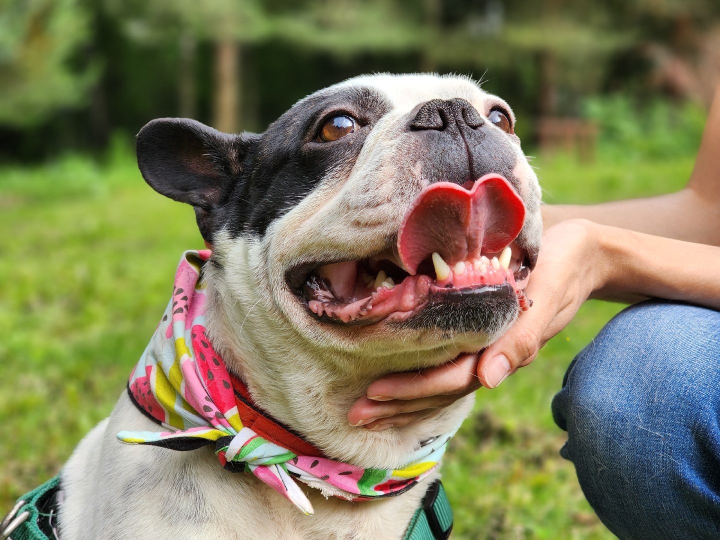 красногорск, приют, волонтеры, французский бульдог, собаки,