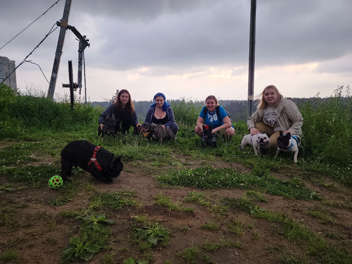 красногорск, приют, волонтеры, французский бульдог, собаки,
