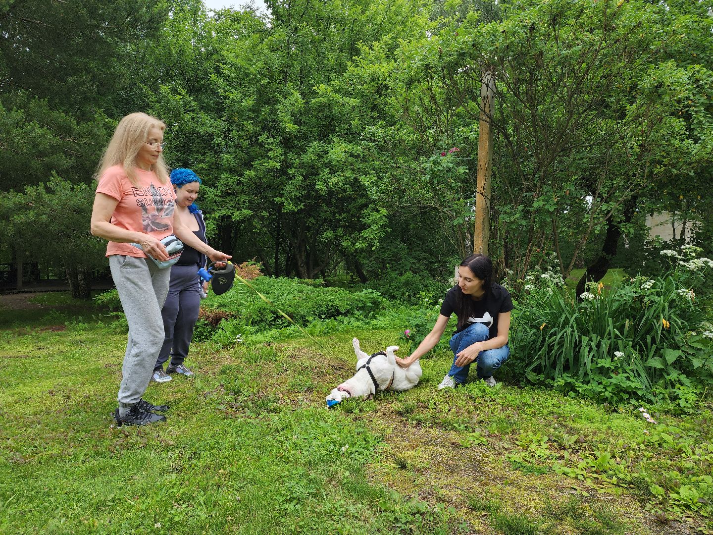 красногорск, приют, волонтеры, французский бульдог, собаки,