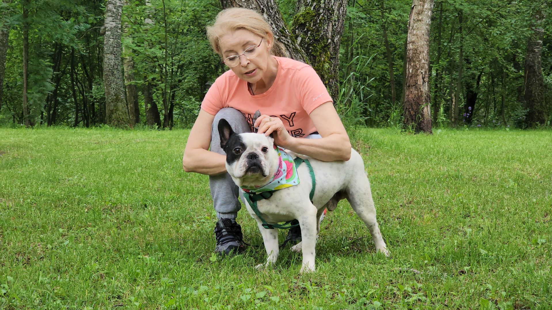 красногорск, приют, волонтеры, французский бульдог, собаки,